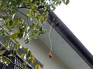 蜘蛛の巣の蝉