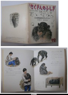月刊たくさんのふしぎ９号（１９８５年１２月号）－ことばをおぼえたチンパンジー