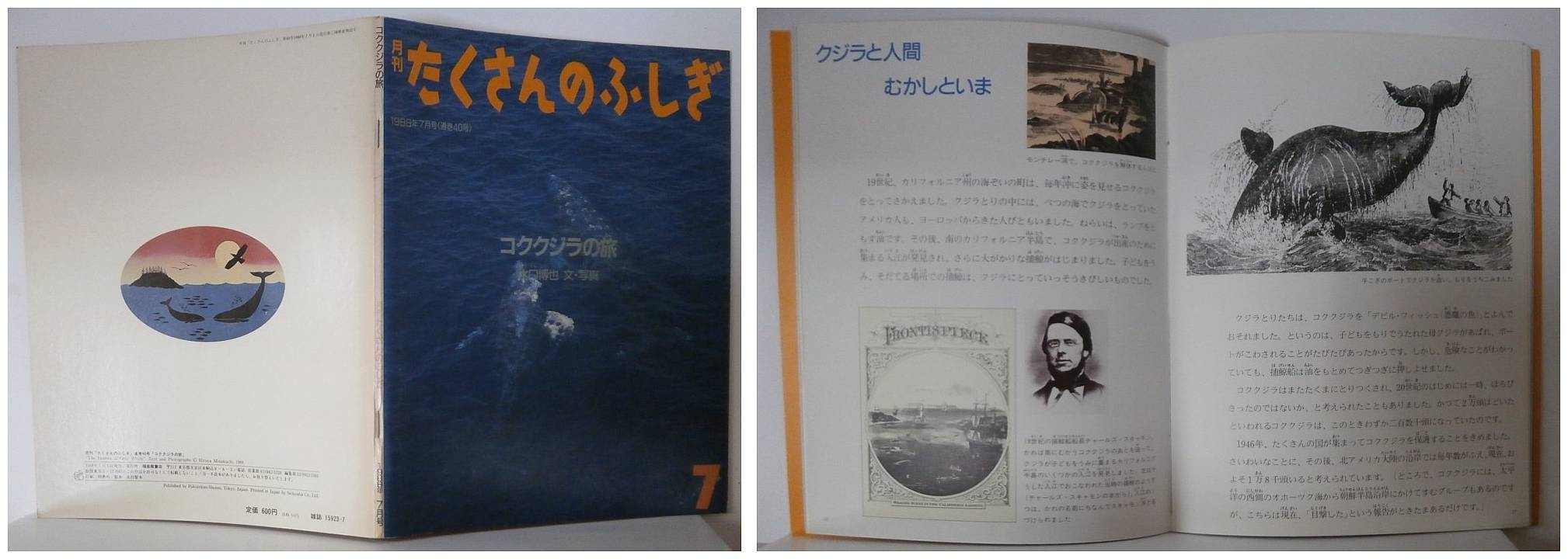月刊たくさんのふしぎ４０号（１９８８年７月）－コククジラの旅・福音館書店