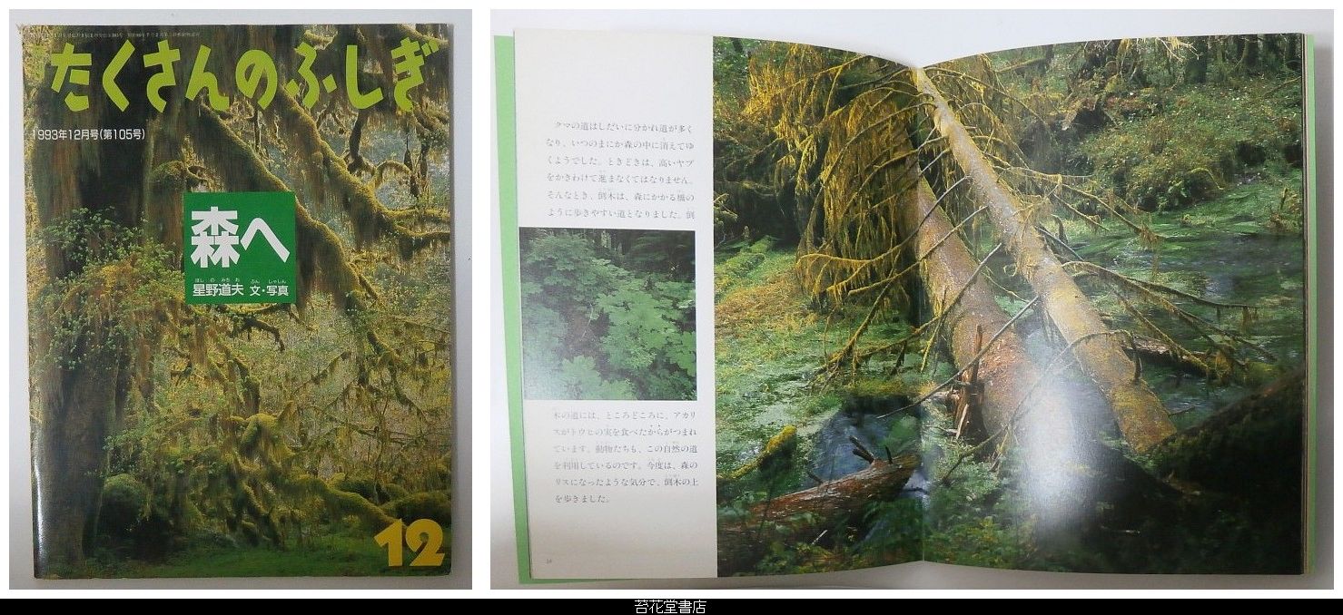 星野道夫・文、写真・月刊たくさんのふしぎ１０５号－森へ・福音館書店