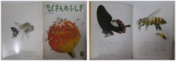 月刊たくさんのふしぎ６５号（１９９０年８月）－花がえらぶ　虫がえらぶ