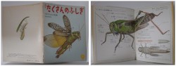 月刊たくさんのふしぎ６号（１９８５年９月号）－バッタのオリンピック