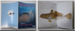 月刊たくさんのふしぎ３３３号（２０１２年1２月号）－たくさんのふしぎ版　南極のさかな大図鑑