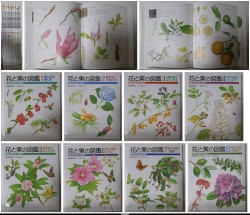 花と実の図鑑　花芽から花・実・たねまで　全８冊揃