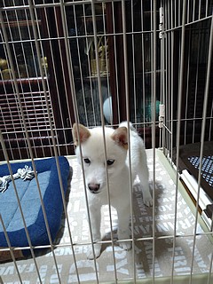 豆柴コハク