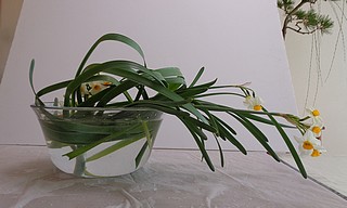いけばな作品・日本水仙