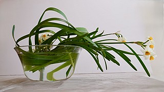 いけばな作品・日本水仙
