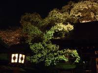 神社の夜桜