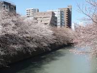 目黒川沿いの桜