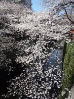 目黒川沿いの桜