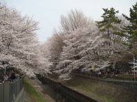 善福寺川の桜