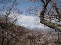 高遠の桜