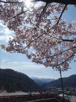 高遠の桜