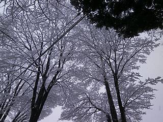 雪景色