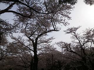 小金井公園の桜