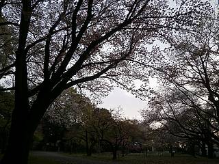 小金井公園の桜