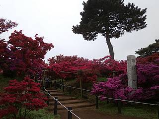 つつじが岡公園のつつじ