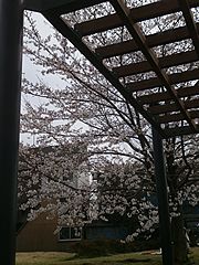 善福寺川沿いの桜