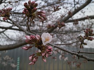 善福寺川沿いの桜