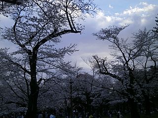 小金井公園の桜