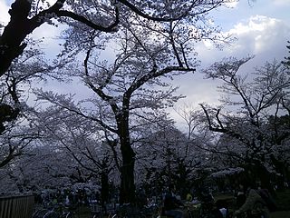 小金井公園の桜