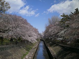 尾崎橋の桜