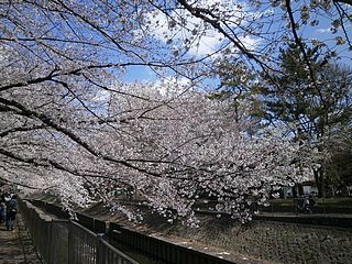 尾崎橋の桜