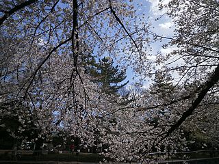 尾崎橋の桜