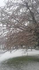 雪景色の桜