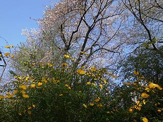 桜と山吹