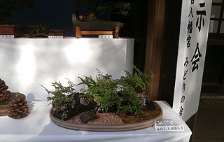 盆栽展・岩オモダカ（猫の手）