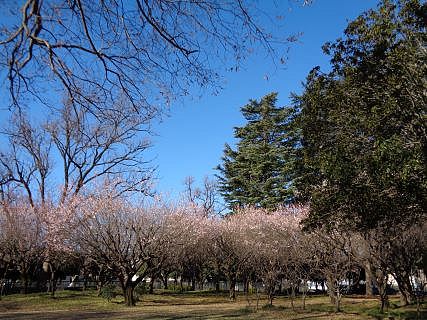 善福寺川緑地の梅