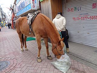 方南町「わくわくまつり」に来ていた馬