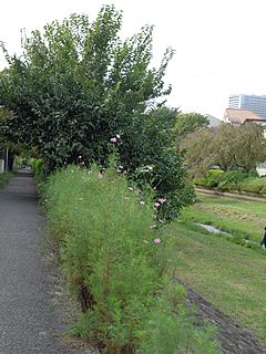 野川の川っぷちのコスモス