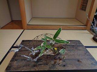 いけばな作品・苔梅、白梅、福寿草、熊笹、柏葉