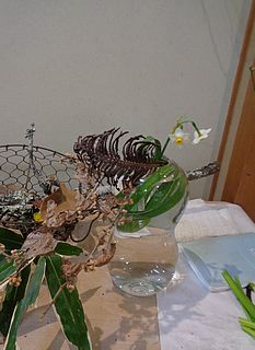 いけばな作品・水仙、雁足、支那万作