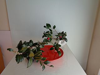 いけばな作品・椿