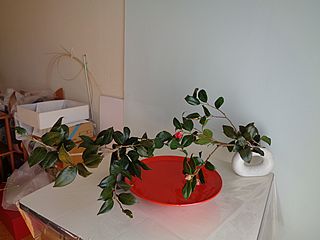 いけばな作品・椿