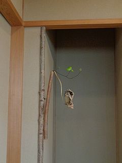 いけばな作品・枯れ蓮の葉、銀葉