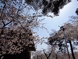 江戸東京たてもの園からみた桜