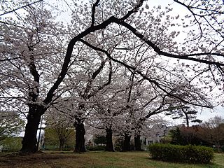 近所の運動場の桜