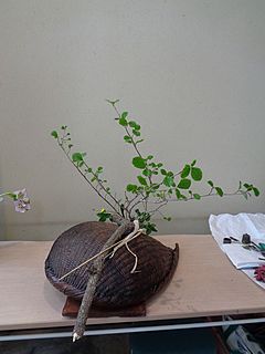 なげいれ作品・古木、万作、蛇苺、紫蘭の芽、茅の葉