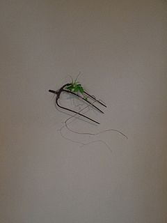 なげいれ作品・葛の蔓（枯れもの）、蛇苺、貝母百合（ばいもゆり）