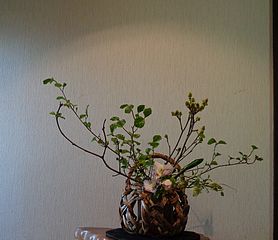 いけばな作品・万作、白花万作、黒蝋梅、八手花笠（やつではながさ・クリスマスローズ）、貝母百合（ばいもゆり）、紫蘭の芽。