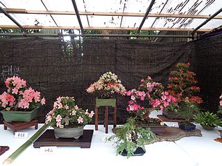 大宮八幡宮サツキ展