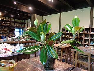 いけばな作品・泰山木