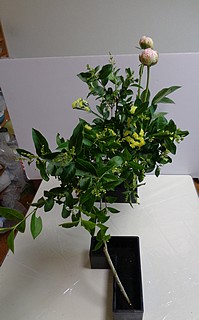 いけばな作品・イボタ、芍薬、スターチス