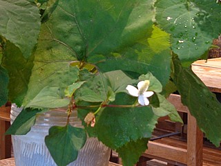 いけばな作品・部分