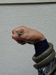 アオダイショウ