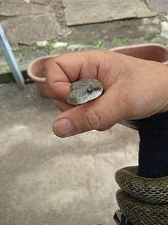 アオダイショウ